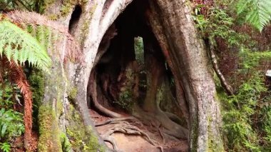 A journey through a massive, hollow tree
