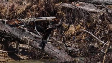 Bir kütüğün üzerinde kanatları kurutan bir kuş.