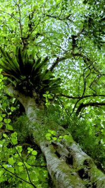 Upward view of a vibrant green forest canopy with sunlight filtering through leaves, creating a serene and natural atmosphere