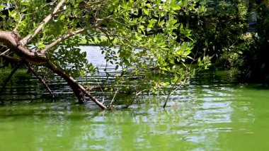 Tranquil water and lush greenery in Bangkok