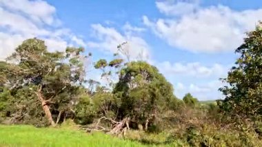 Lush greenery and trees under a blue sky
