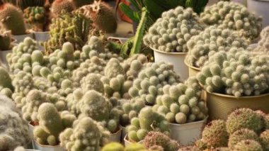 Güneş ışığı altında tencerelerde çeşitli kaktüsler.