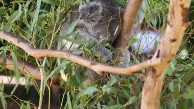 Koala bir ağaç dalında dinleniyor.