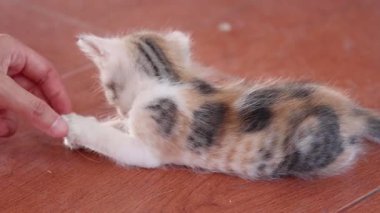 A small kitten interacts with a person's hand.