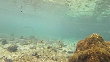 Underwater view of a clear canal environment