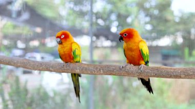Two parrots perched at Bangkok's floating market