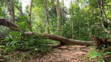 Navigating a forest path with obstacles