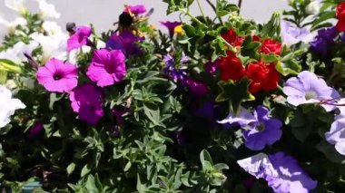 Vibrant flowers blooming in a garden