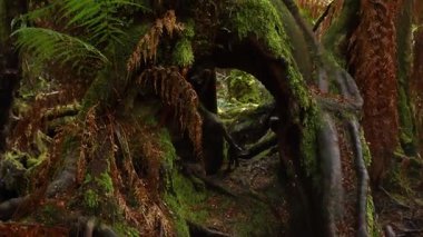 Moss-covered tree with ferns in forest