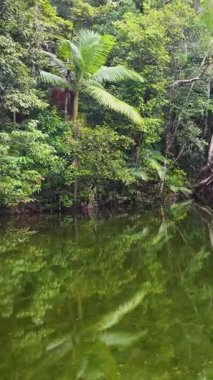 Aerial view of a tranquil rainforest creek with lush greenery and reflections, captured in soft, natural lighting