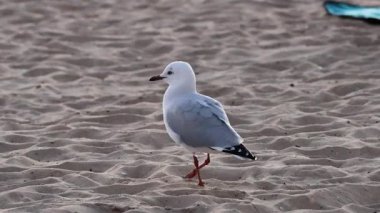 A seagull walking on sandy beach in Melbourne