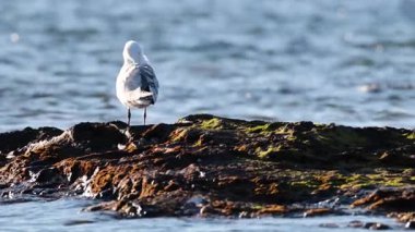 Okyanus kenarındaki kayalıklarda martı
