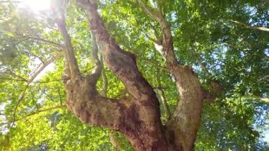 Gün ışığı yemyeşil ağaç dallarında parlar.