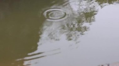 Su yüzeyindeki ağaç yansıması dalgalanmalardan rahatsız olmuş.