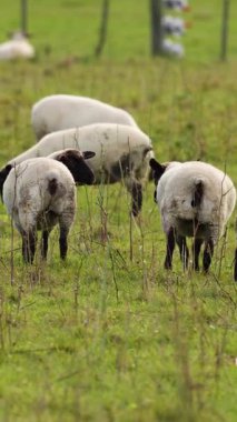 Clun Ormanı koyunları yemyeşil bir çayırda gün ışığında huzur içinde otlar. Huzurlu ve pastoral bir manzara yaratır.