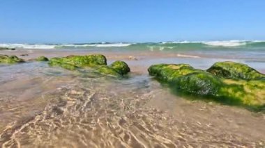 Dalgalar yosun kaplı kayaların üzerinde yavaşça süzülür