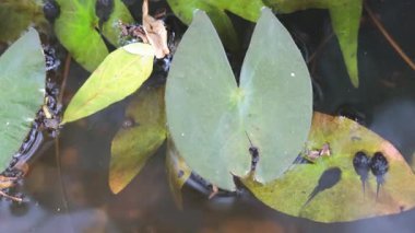 Kurbağa yavruları sudaki nilüferlerin etrafında dolaşıyorlar.