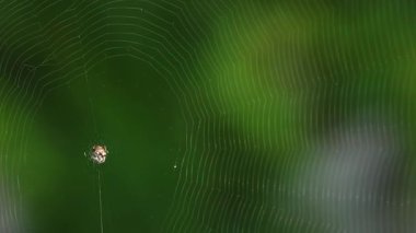 Bir örümcek ağını yeşillikler arasında örer..