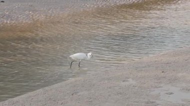 Akbalıkçıl yürüyor ve su kenarında yiyecek arıyor.