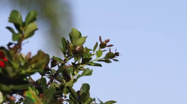 Canlı papağanlar yemyeşil yaprakların arasında etkileşim halindedirler.