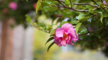 Bulanık arkaplanı olan pembe çiçeğe yakın plan