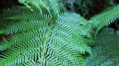 Yağmur ormanlarındaki eğreltiotu yapraklarına yakın çekim