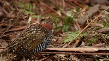 Melbourne Müzesi 'nde yeşillikler arasında kuş avı