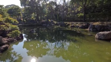 Sakin gölet manzarası güneş ışığıyla değişiyor.