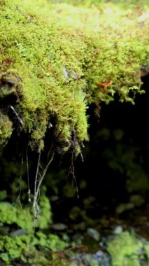 Yeşillik ormanlarda su damlacıkları olan yosun kaplı kütüklere yakın çekim. Yumuşak ışıklandırma, sakin ve doğal atmosferi güçlendirir.