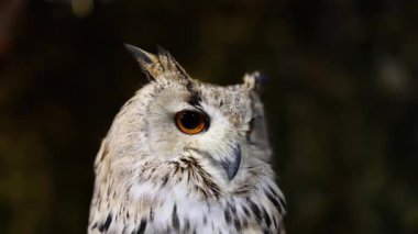 Bir baykuş kafasını bulanık bir arka plana çevirir