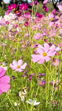 Canlı kozmos çiçekleri yemyeşil bir bahçede