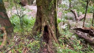 Dense rainforest with moss-covered trees and rocks, vibrant greenery, and soft natural lighting. Captured in Port Douglas, Australia