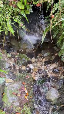 A tranquil creek flows over rocks surrounded by vibrant foliage, creating a peaceful natural scene