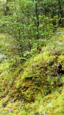A tranquil forest scene with vibrant moss and foliage, captured in soft, natural light, evoking peace and serenity