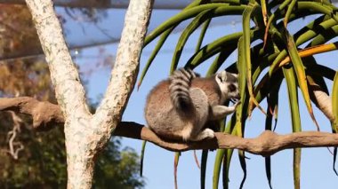 Lemur sitting on a tree branch