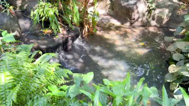 Waterfall surrounded by vibrant greenery and tranquility