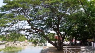 A tranquil riverside view with lush trees