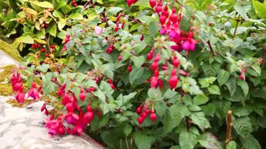 Canlı fuşya yemyeşil bir bahçede çiçek açar.