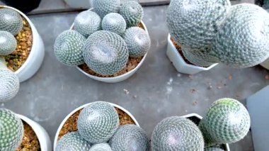 Bangkok 'ta yüzen bir pazarda bulunan çeşitli kaktüslerin havadan görünüşü eşsiz dokular ve canlı yeşillikler sergiliyor.