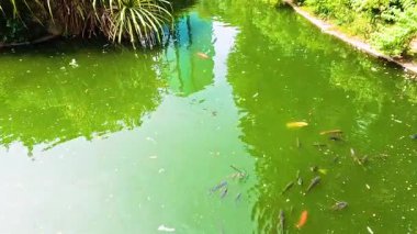 Koi balığı yemyeşil bir bahçe havuzunda yüzer.