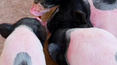 Hayvanat bahçesinde birlikte yemek yiyen bir grup küçük domuz.