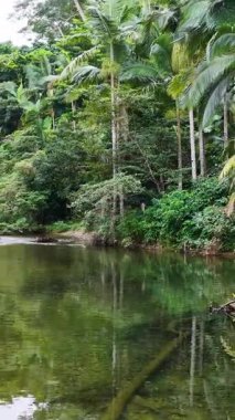 İnsansız hava aracı görüntülerinde yoğun yağmur ormanlarında süzülen sakin bir dere görüntüsü var. Yumuşak doğal ışık altında canlı yeşillikler ve sakin sular sergileniyor.