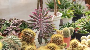 Çeşitli kaktüsler ve sulu bitkiler sergilenir