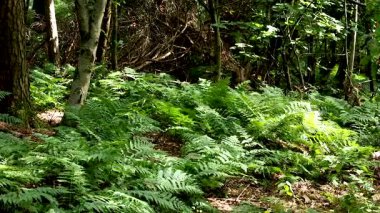 Edinburgh ormanlarında yemyeşil alan