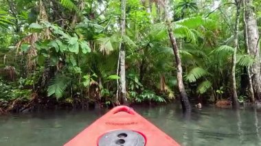 Krabi 'de kanoyla yemyeşil mangrovları keşfediyorum.