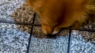 Köpek, Ninh Binh, Vietnam 'da fayanslı zemini keşfediyor.