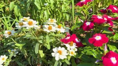 Çiçekler yemyeşil bir bahçede açar.