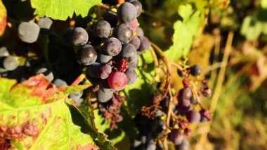 Sarmaşığa sarılmış üzüm kümesinin yakın çekimi