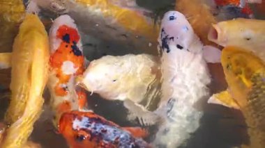 Renkli koi balıkları gölde yemek için akın eder.