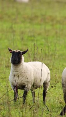 Bir koyun çimenli bir tarlada yürür, doğal gün ışığında yakalanır, sakin ve huzurlu ortamını gösterir.